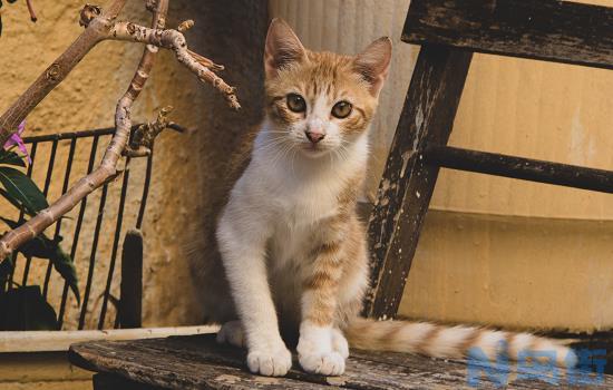 流浪猫天冷怎么不见了？