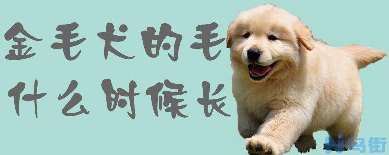 金毛犬的毛什么时候长？