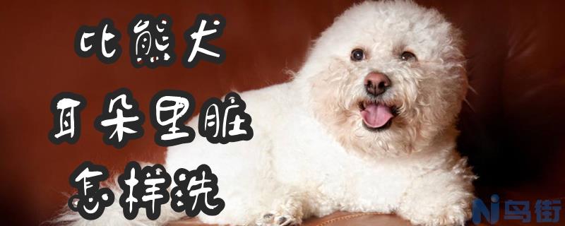 比熊犬耳朵里脏怎样洗？