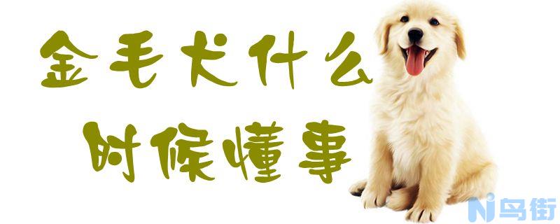 金毛犬什么时候懂事？