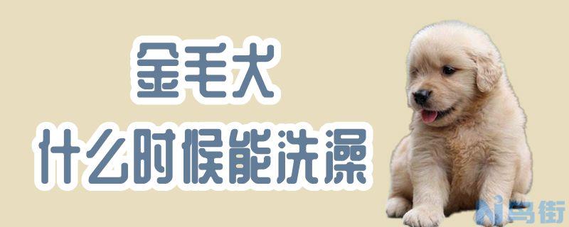 金毛犬什么时候能洗澡？