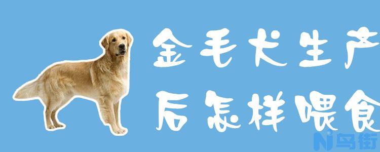 金毛犬生产后怎样喂食？