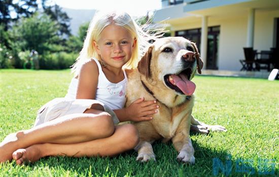 拉布拉多幼犬多大吃蛋黄？