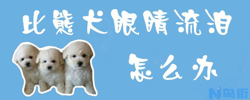 比熊犬眼睛流泪怎么办？