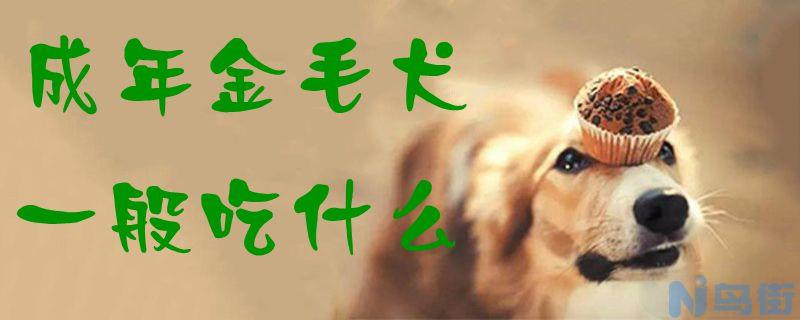 成年金毛犬一般吃什么？