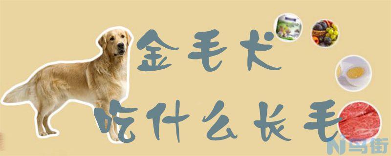 金毛犬吃什么长毛？