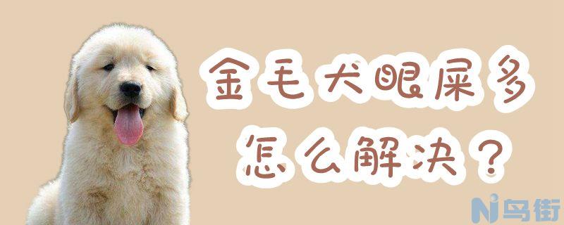 金毛犬眼屎多怎么解决？