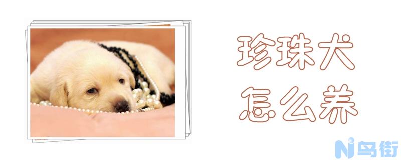 珍珠犬怎么养？