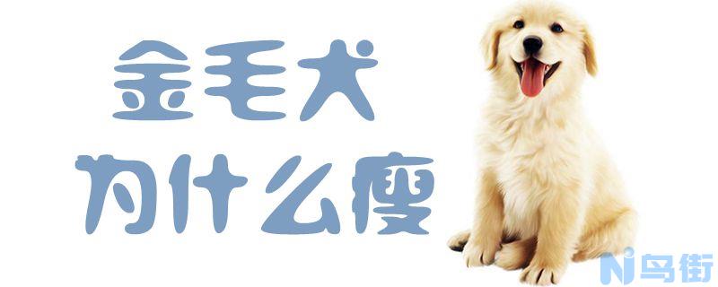 金毛犬为什么瘦？