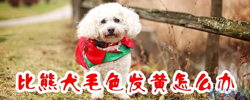 比熊犬毛色发黄怎么办？