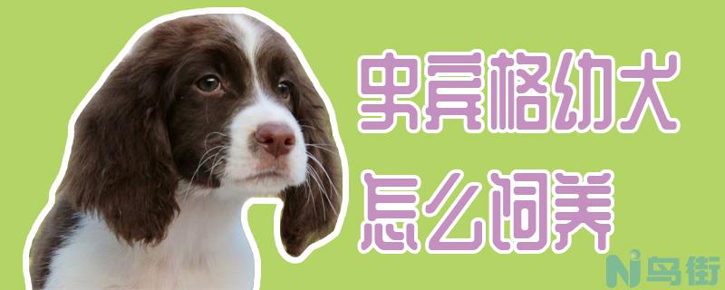 史宾格幼犬怎么饲养？