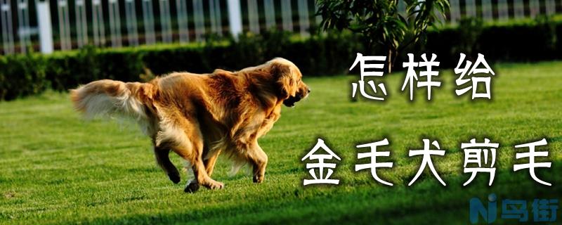 怎样给金毛犬剪毛？