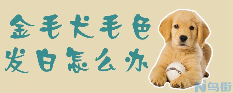 金毛犬毛色发白怎么办？