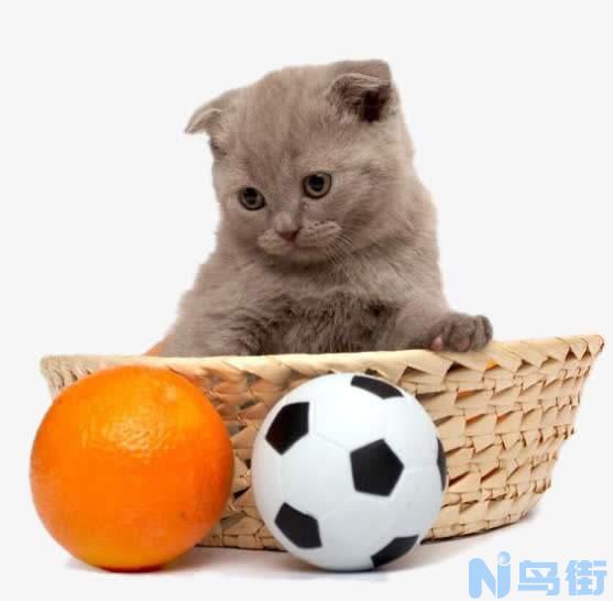 橘猫为什么怕柑橘？