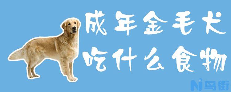 成年金毛犬吃什么食物？