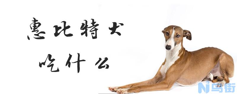 惠比特犬吃什么？