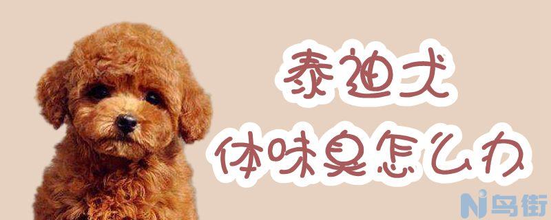 泰迪犬体味臭怎么办？