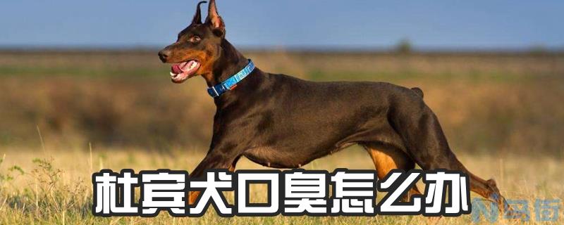 杜宾犬口臭怎么办？