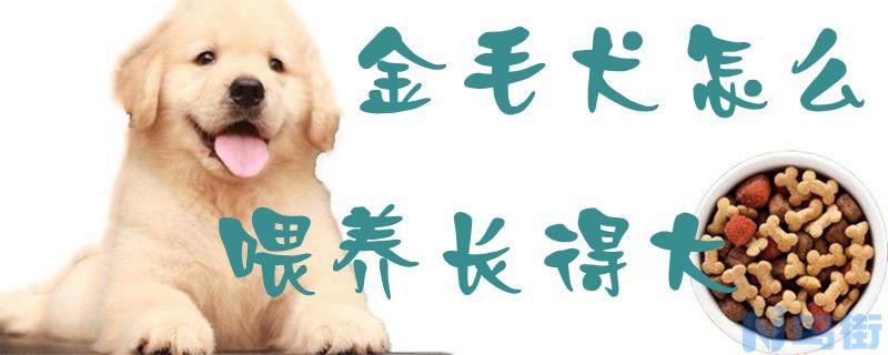 金毛犬怎么喂养长得大？