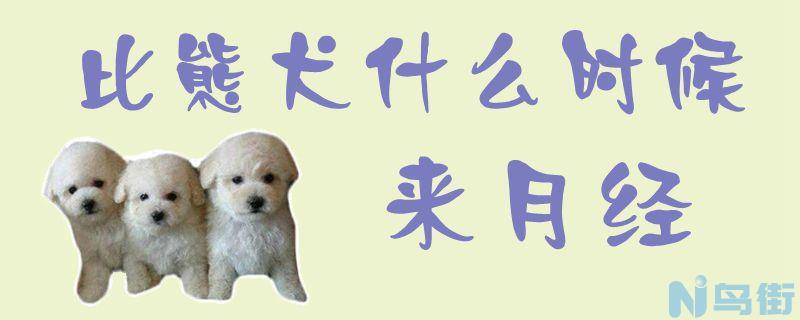 比熊犬什么时候来月经？