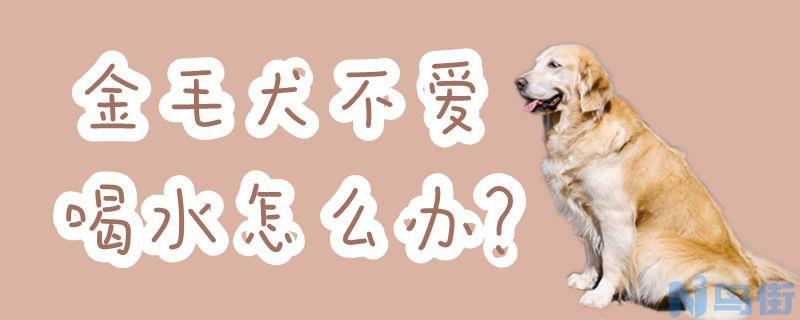 金毛犬不爱喝水怎么办？