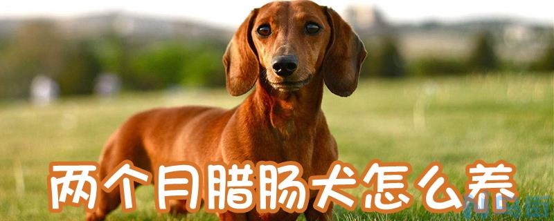 两个月腊肠犬怎么养？