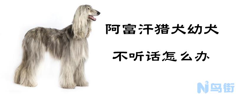 阿富汗猎犬幼犬不听话怎么办？