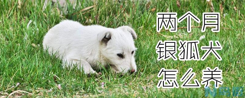 两个月银狐犬怎么养？