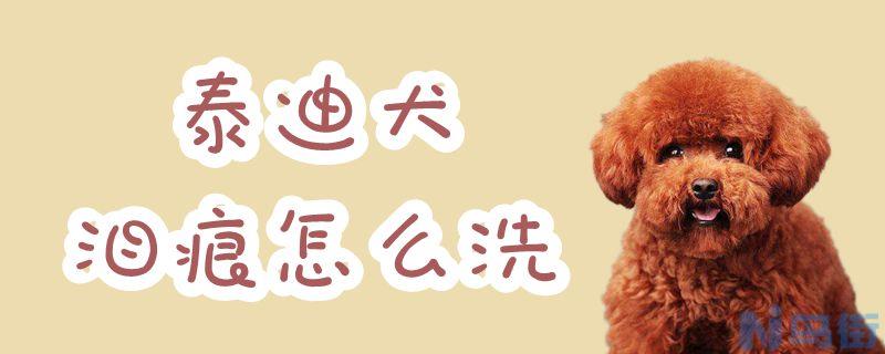 泰迪犬泪痕怎么洗？