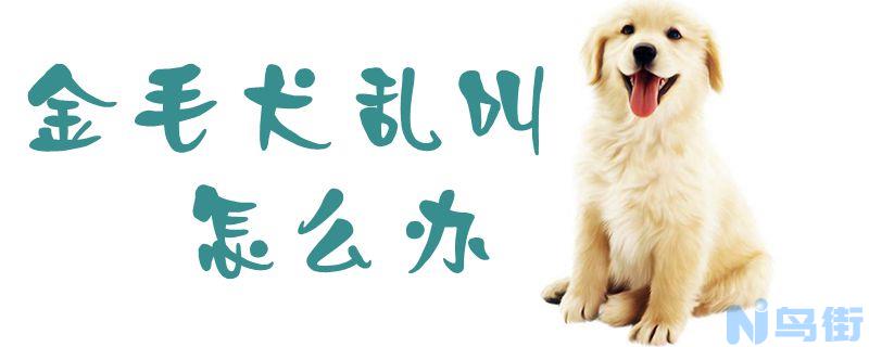 金毛犬乱叫怎么办？