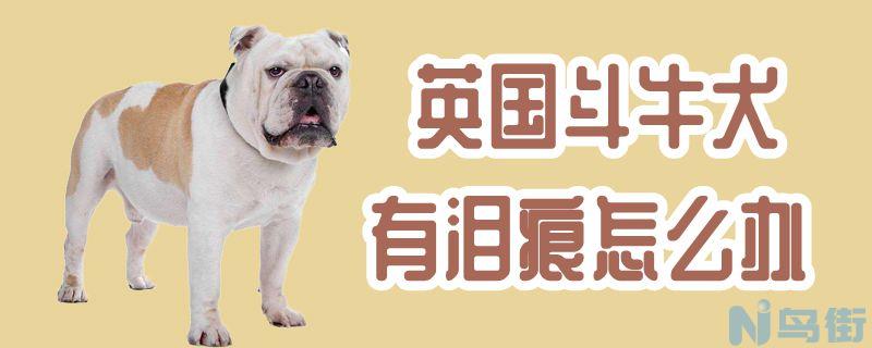 英国斗牛犬有泪痕怎么办？