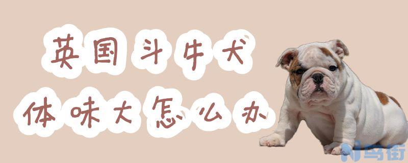 英国斗牛犬体味大怎么办？