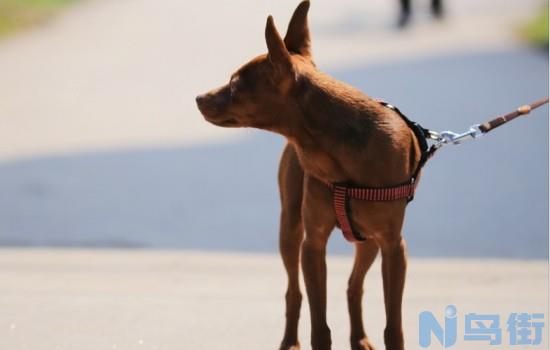 迷你杜宾犬与小鹿犬是一个品种吗？