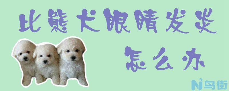 比熊犬眼睛发炎怎么办？