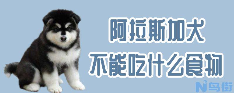 阿拉斯加犬不能吃什么食物？