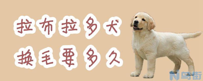 拉布拉多犬换毛要多久？