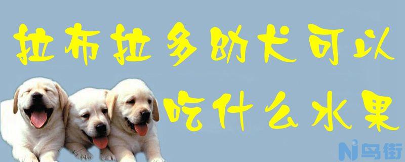 拉布拉多幼犬可以吃什么水果？