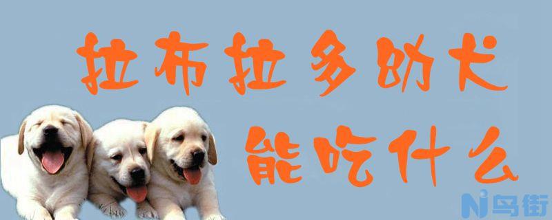 拉布拉多幼犬能吃什么？