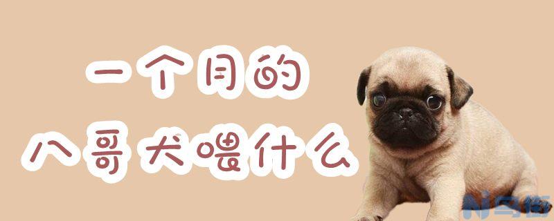 一个月的八哥犬喂什么？