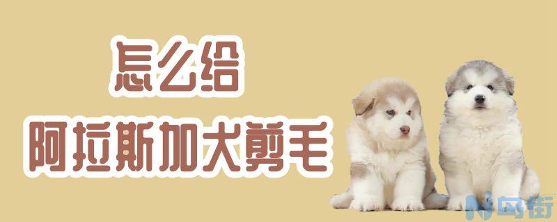 怎么给阿拉斯加犬剪毛？