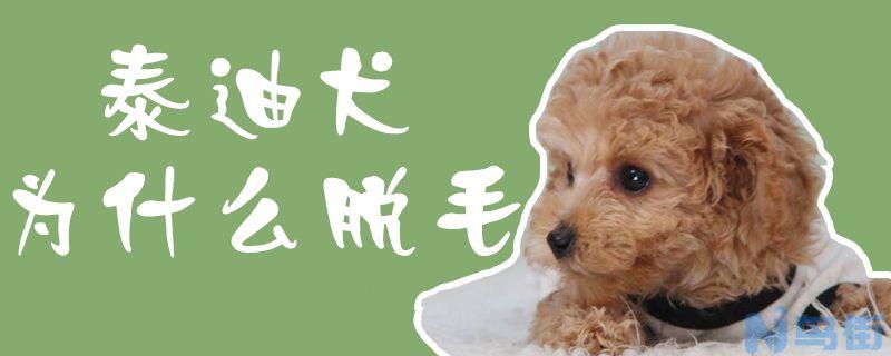 泰迪犬为什么脱毛？