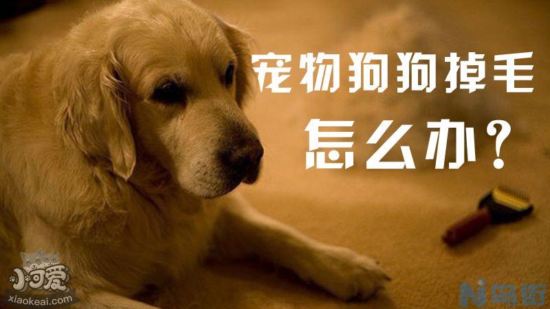 宠物狗狗掉毛怎么办？