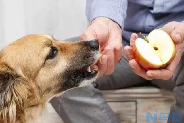 狗能吃苹果核吗？