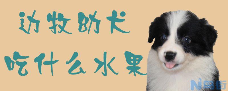 边牧幼犬吃什么水果？