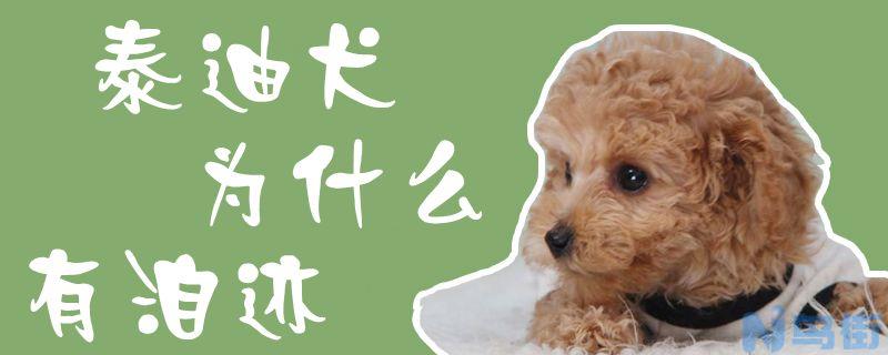 泰迪犬为什么有泪迹？