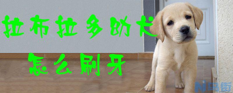 拉布拉多幼犬怎么刷牙？