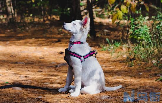 土松犬是中华田园犬吗？