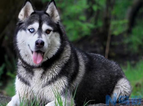 哈士奇为什么不能当警犬？