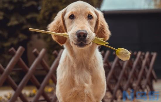 2个月金毛幼犬怎么喂养？