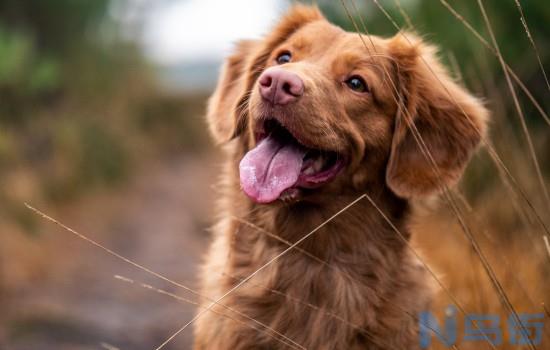 中华田园犬怕冷吗？